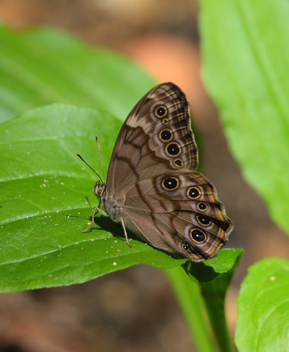 Creole Pearly-Eye female